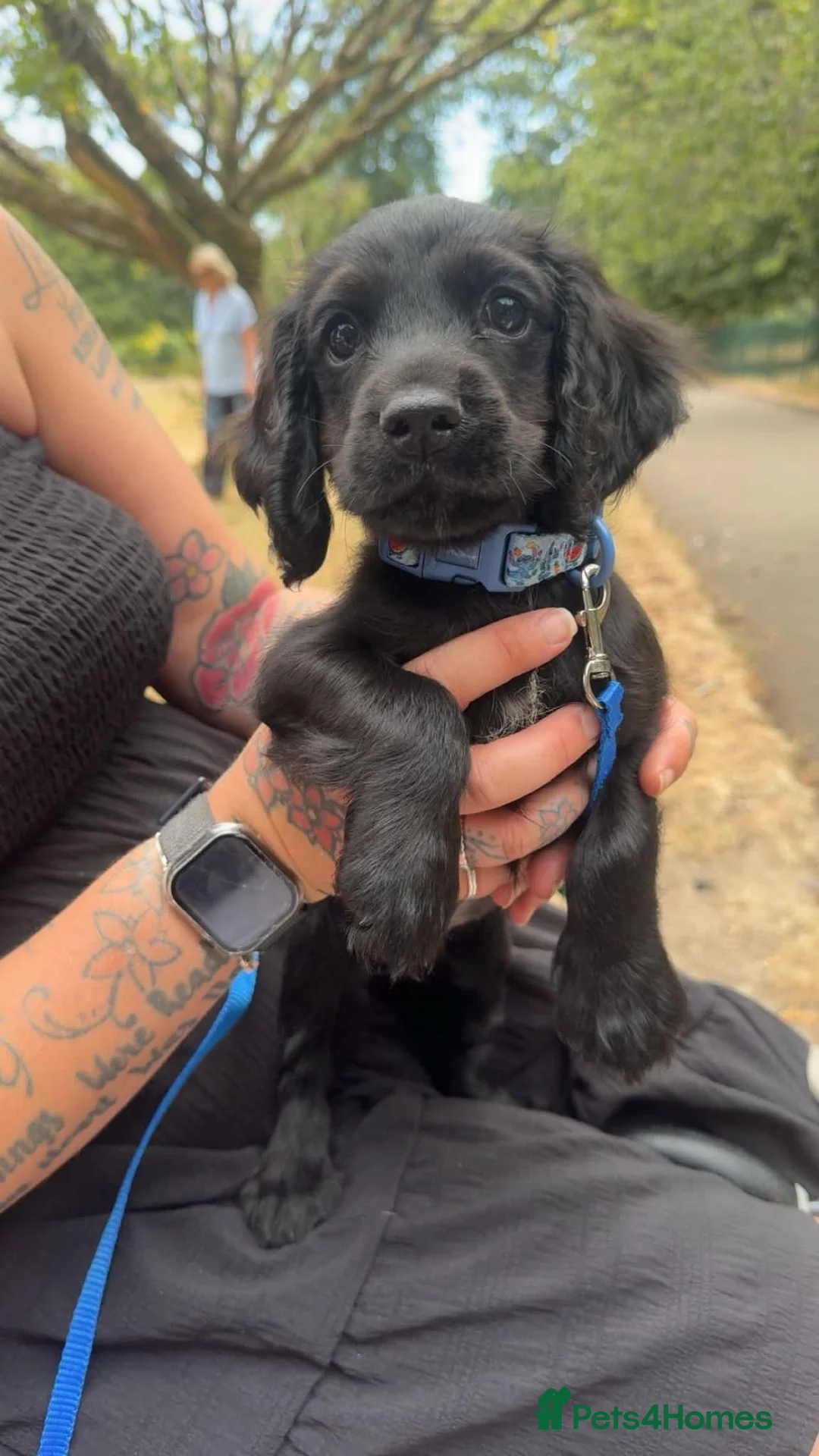 Cocker Spaniel dogs for sale: Cocker spaniel  - Advert 1