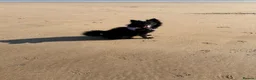 Pomsky dogs for sale: pomsky pomskie F2 puppies for sale black fawn - Advert 1