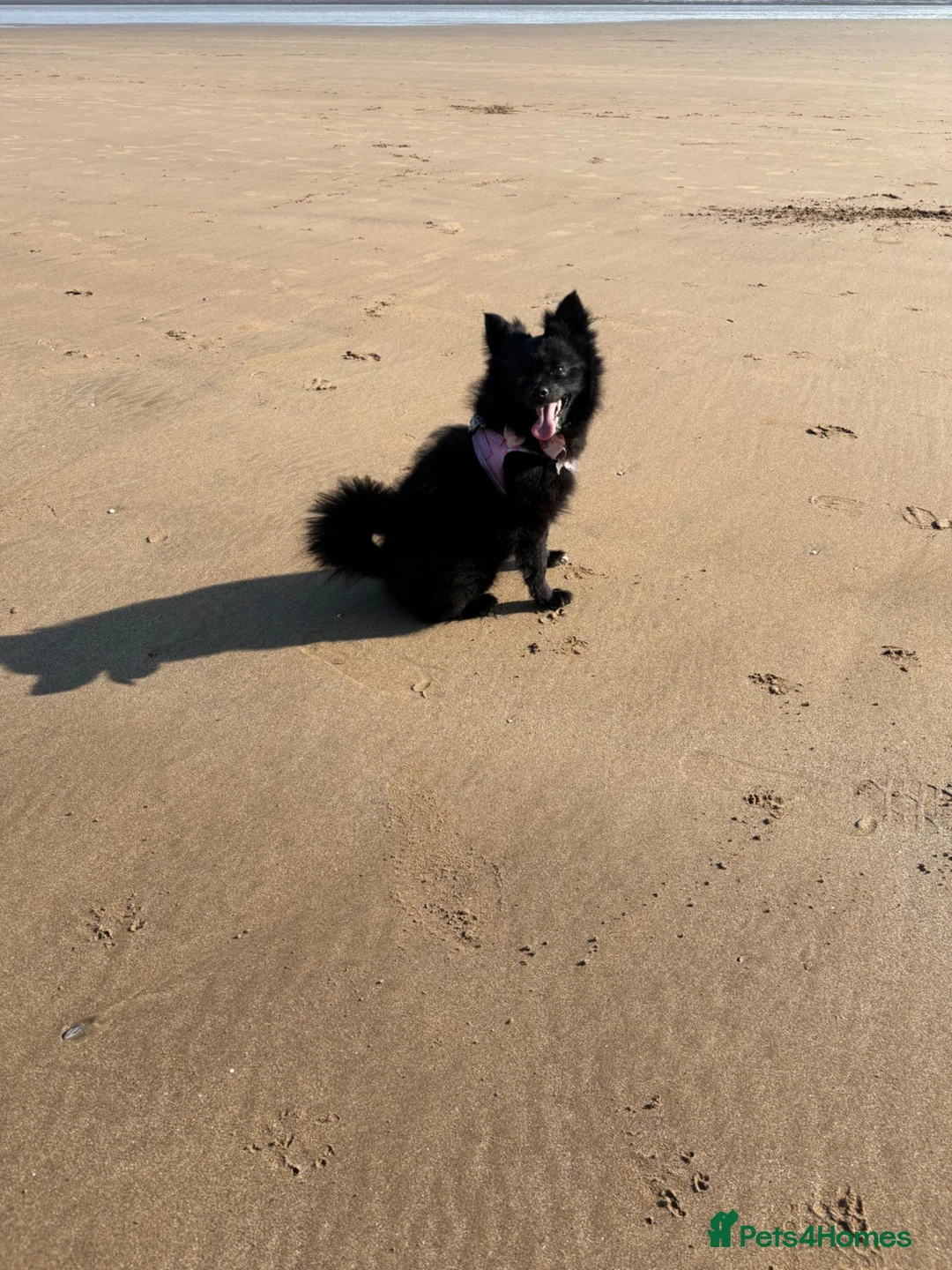 Pomsky dogs for sale: pomsky pomskie F2 puppies for sale black fawn - Advert 1