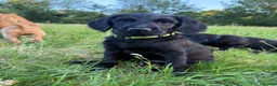 Labradoodle dogs for sale: Now ready miniature labradoodles  - Advert 10