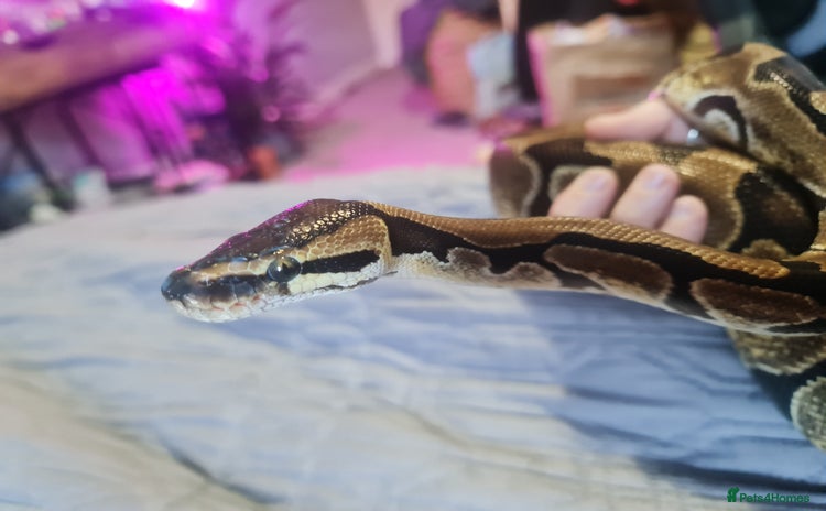 Python Snake reptiles - Advert 2