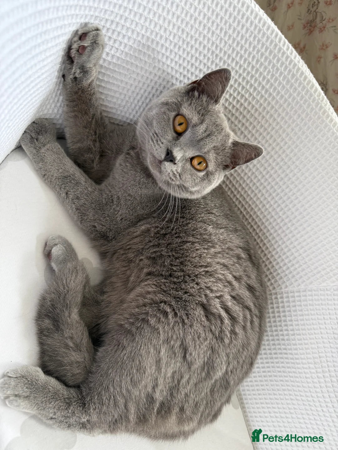 British Shorthair cats for sale: Nina The British shorthair  - Advert 1