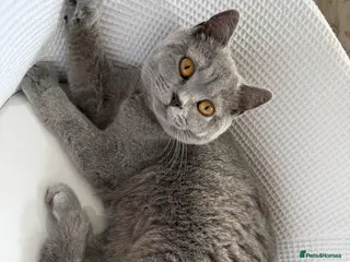 British Shorthair cats Nina The British shorthair - Advert 9