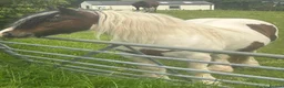 Irish Cob horses for sale: 13h Cob mare - amazing child's pony in Stockport - Advert 12