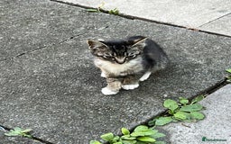 Mixed Breed cats for sale: 3 Kittens for sale - Image 2