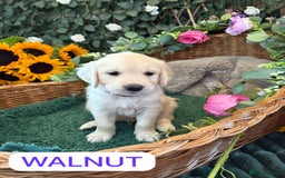 Golden Retriever dogs for sale: Stunning Golden Retriever puppies 🐾 - Image 20