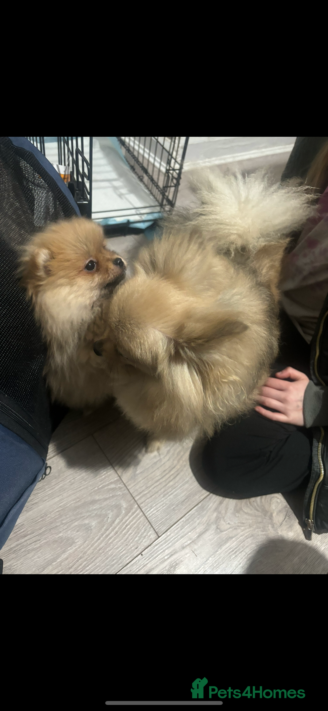 Pomeranian dogs for sale: Cream/tan male teddy pomeranian - Advert 5