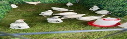 Chickens poultry for sale: Large Fowl Light Sussex Breeding Chicken 5 Birds - Advert 12