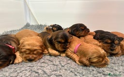 Cockalier dogs for sale: Adorable cockalier puppies 💙🩵💜❤️🩷 - Advert 4