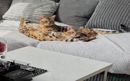 Bengal cats for sale: Young Bengals Males & Females - Image 6