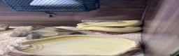 Python Snake reptiles for sale: Albino ball python  - Advert 2