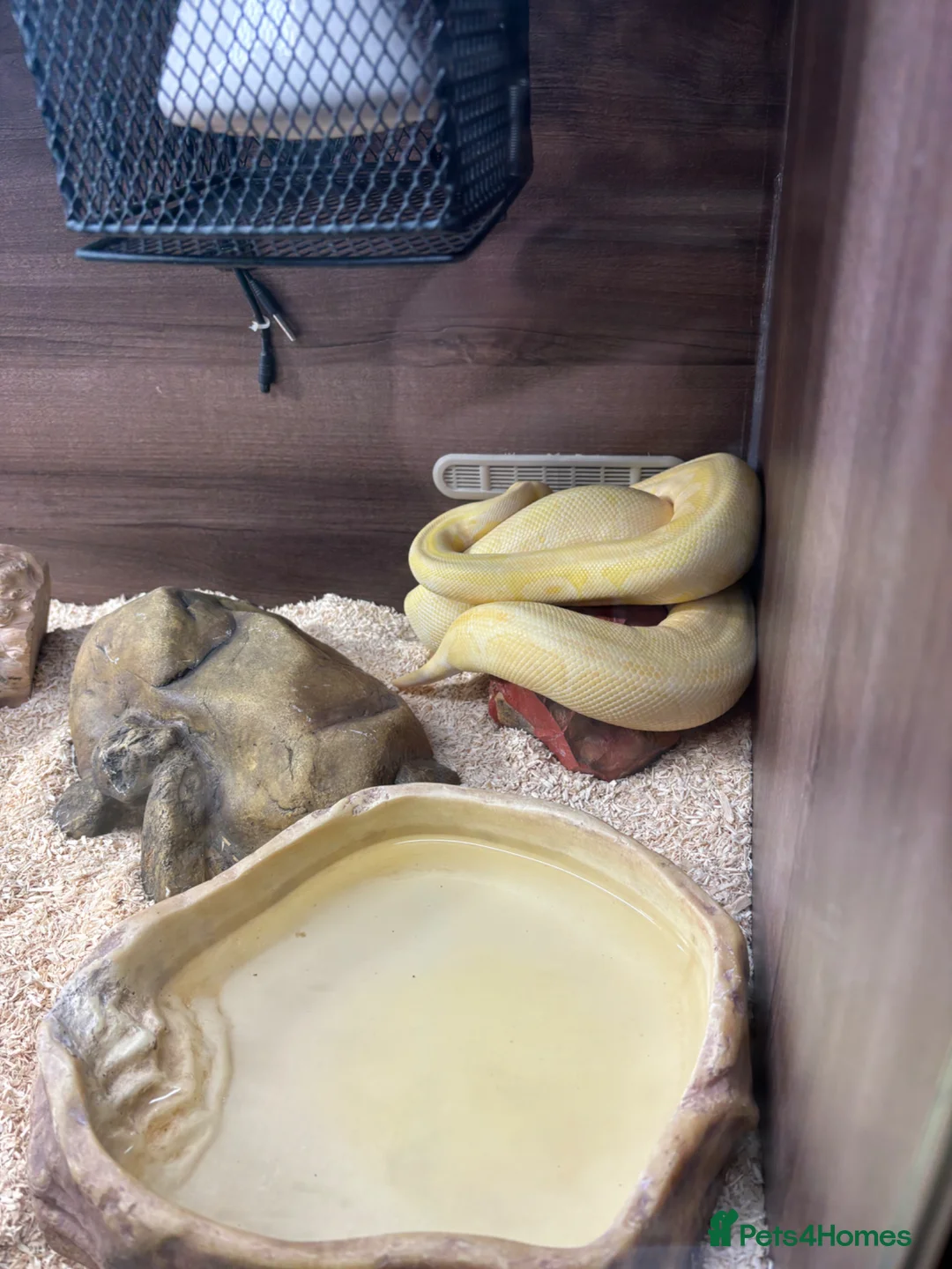 Python Snake reptiles for sale: Albino ball python  - Advert 2