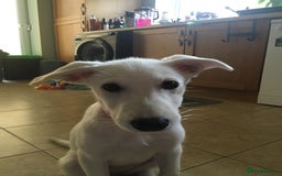 Mixed Breed dogs for sale: Huskador puppies (last little girl) in Shipley - Image 15