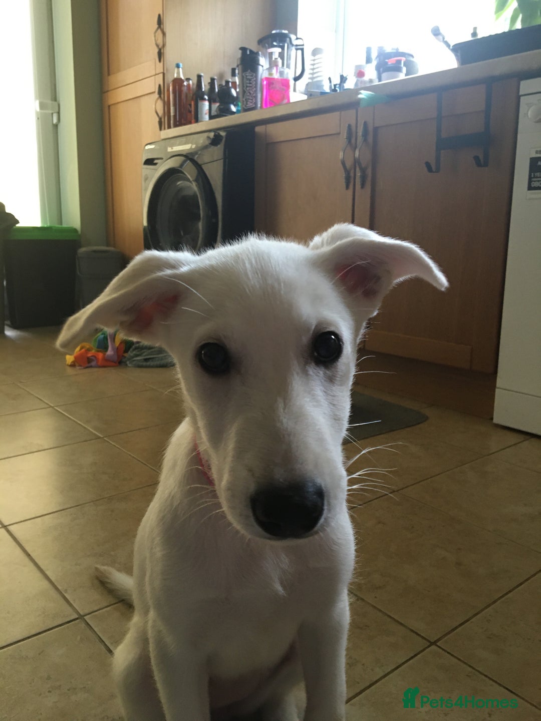 Mixed Breed dogs for sale: Huskador puppies (last little girl) in Shipley - Image 15