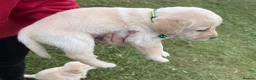 Labradoodle dogs for sale: Labradoodle puppies  - Advert 22