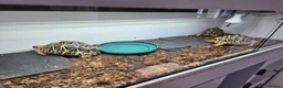 Tortoise reptiles for sale: 3 x Female Indian Star tortoises - Advert 7