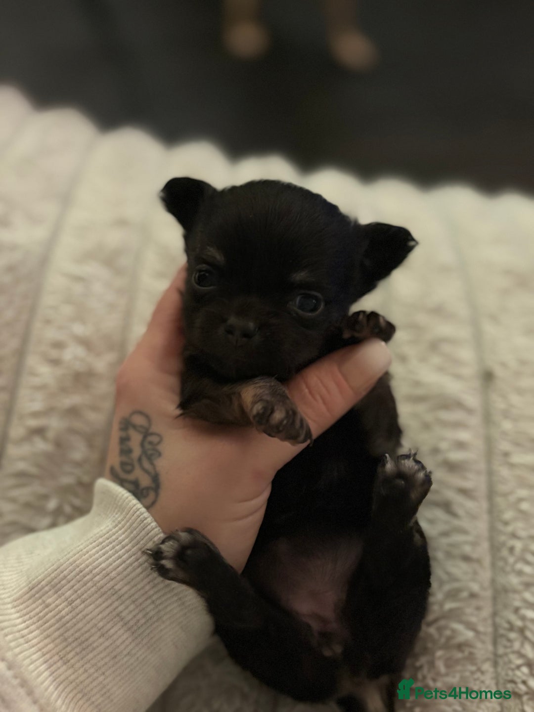 Chihuahua dogs for sale: Chihuahua Puppies - Advert 13