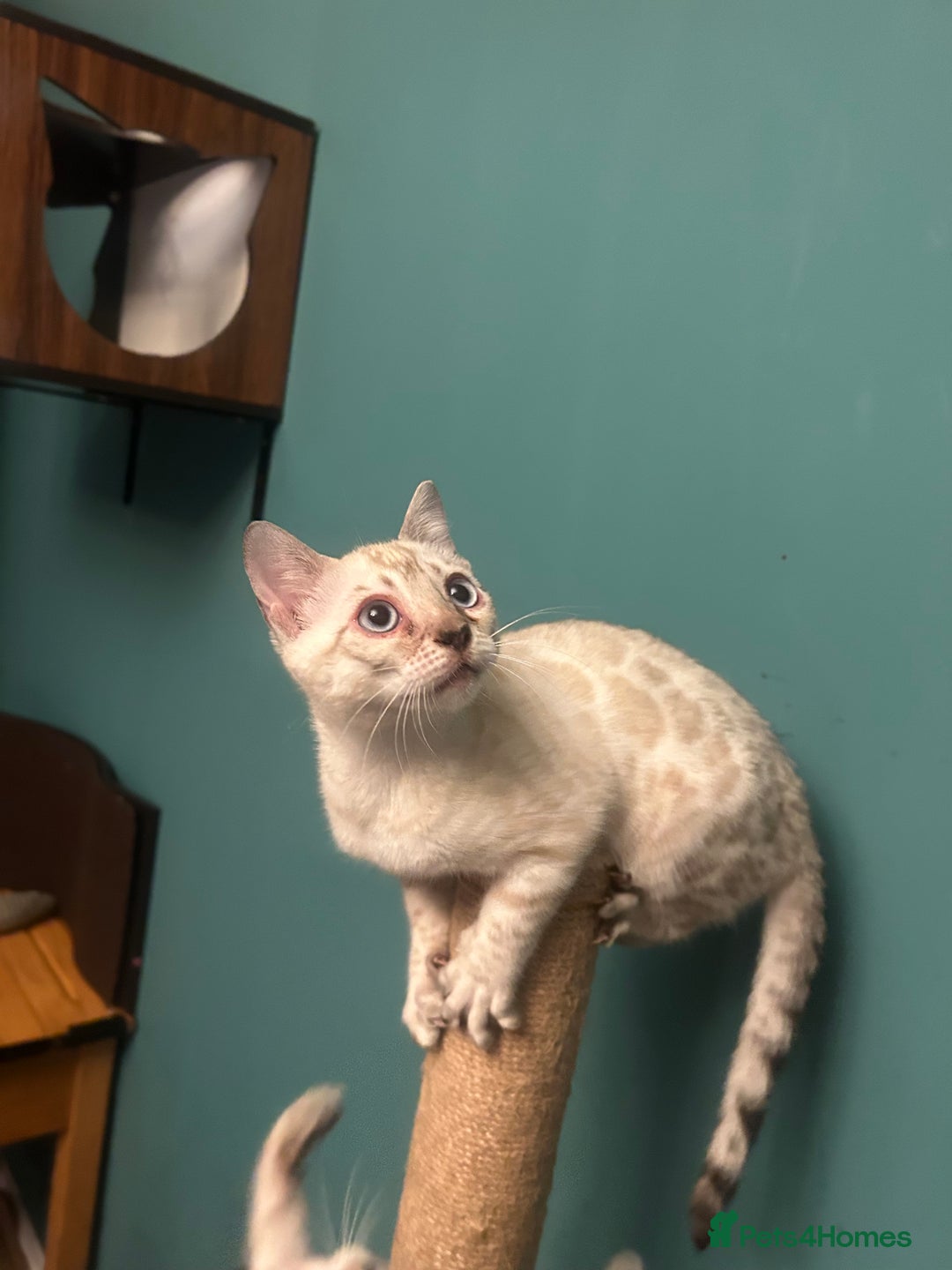 Bengal cats for sale: Two incredibly friendly TICA reg kittens  in Darwen - Image 15