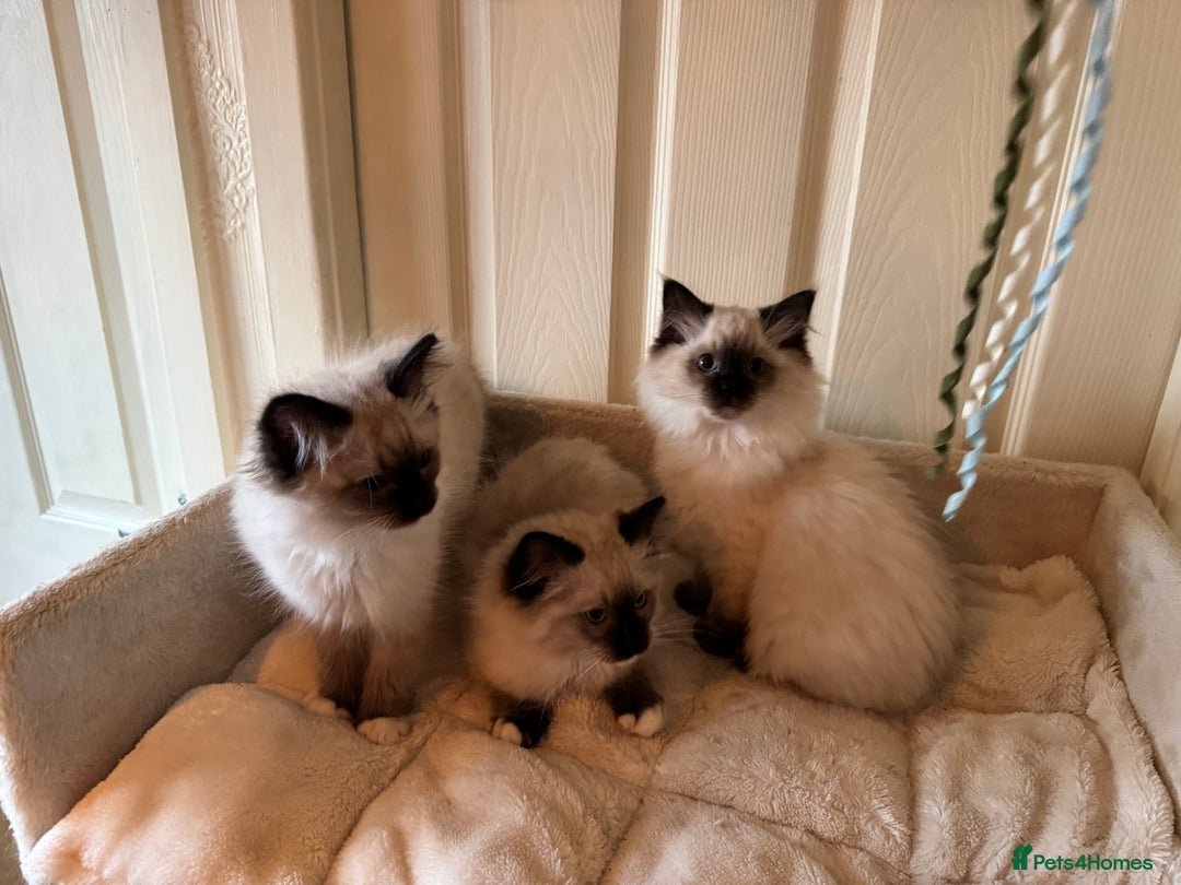 Ragdoll cats for sale: Beautiful Ragdoll kittens - Advert 11