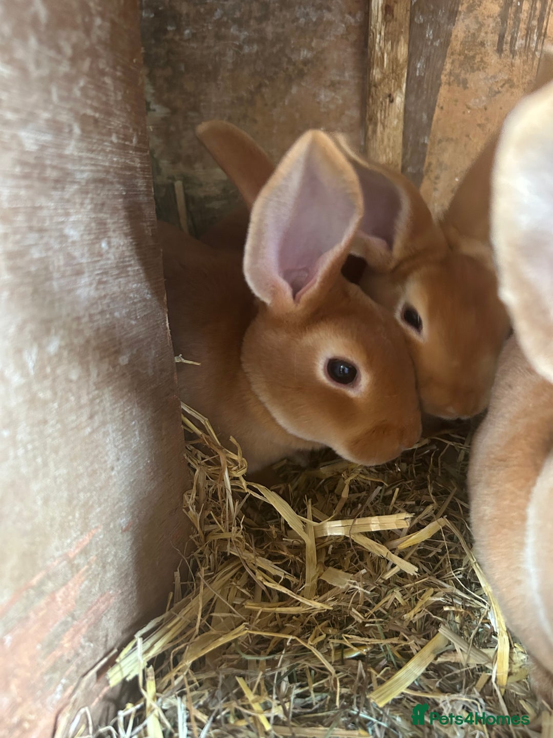 Rex rabbits for sale: Red Rex Bunnies for sale 🐰  - Image 5