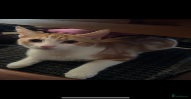 Domestic Shorthair cats - Advert 4
