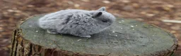 Netherland Dwarf rabbits for sale: Beautiful Netherland Dwarf Baby Rabbits  - Advert 6