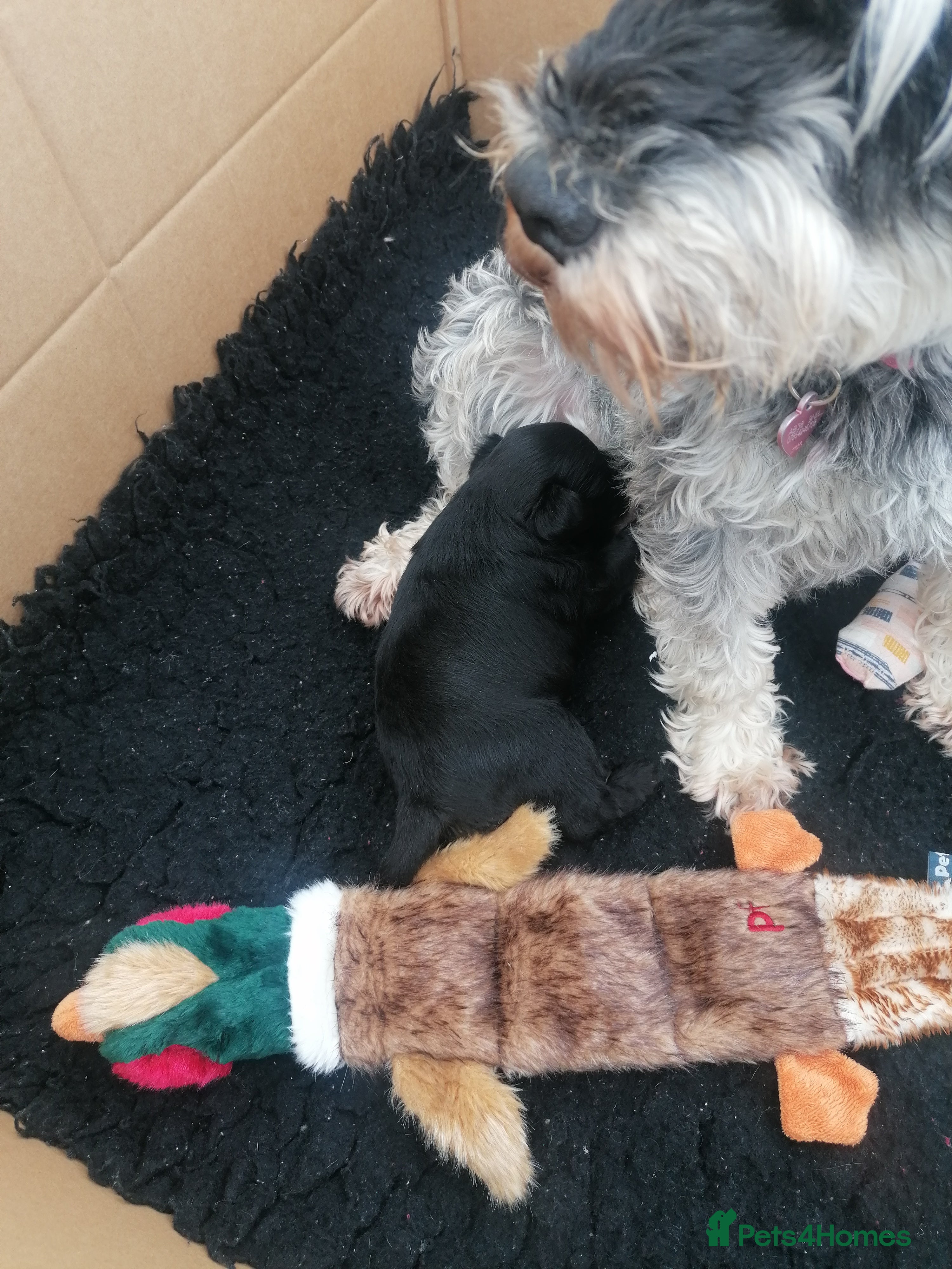 Miniature Schnauzer dogs Miniature schnauzer puppies - Advert 15