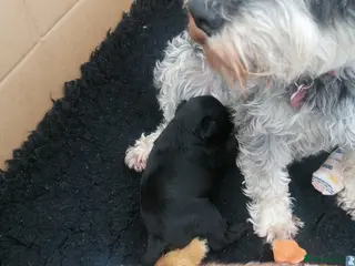 Miniature Schnauzer dogs Miniature schnauzer puppies - Advert 15