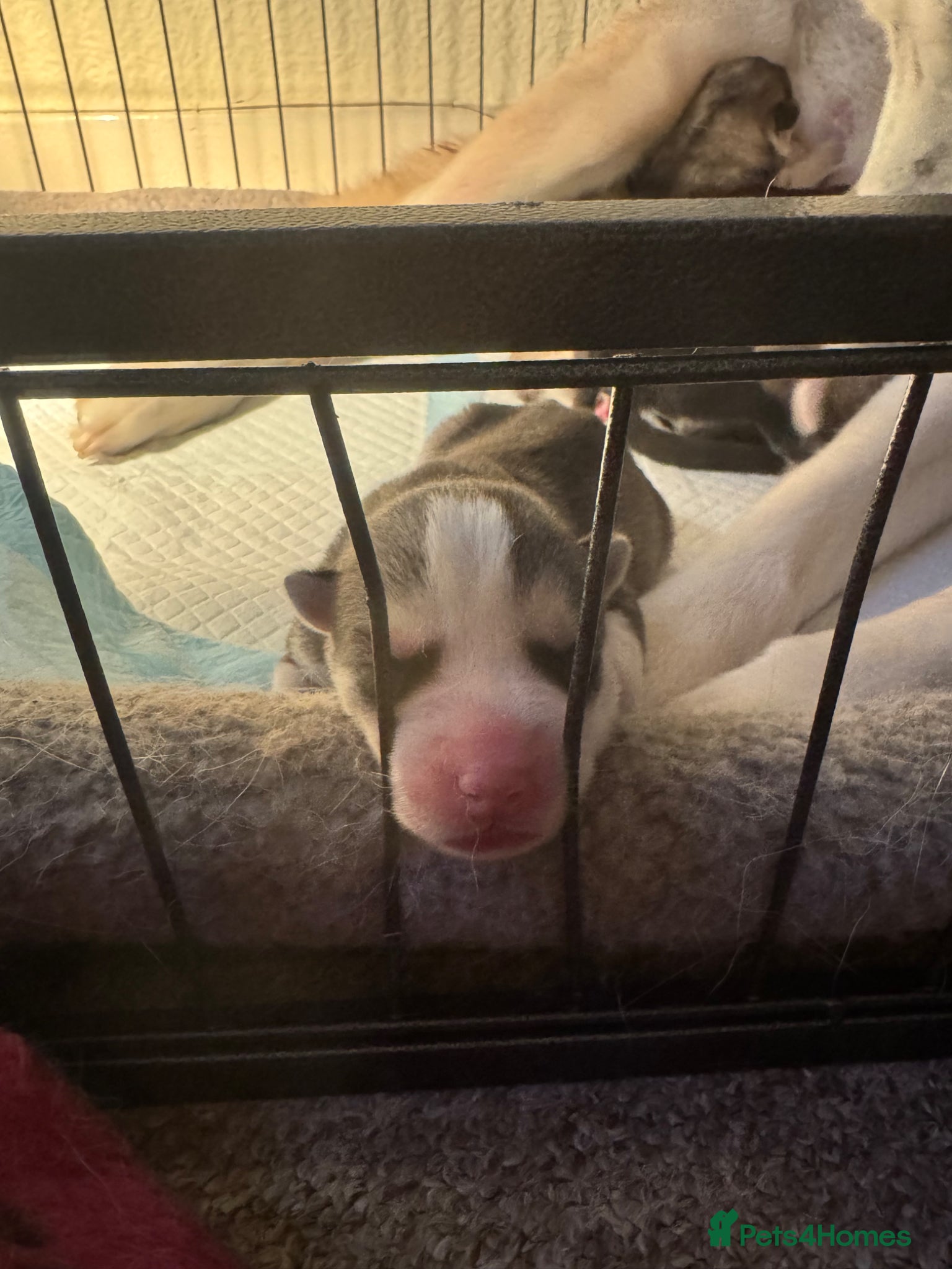 Siberian Husky dogs for sale: Husky puppies for sale  in Saltcoats - Advert 10