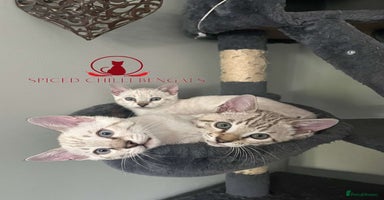 Bengal cats - Advert 9
