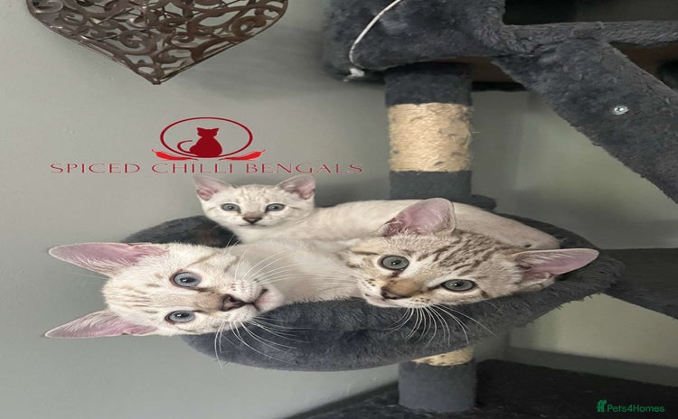 Bengal cats - Advert 2