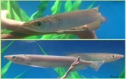Other/Mixed Breed fish for sale: Fish Stock List - Updated Regularly  - Image 14