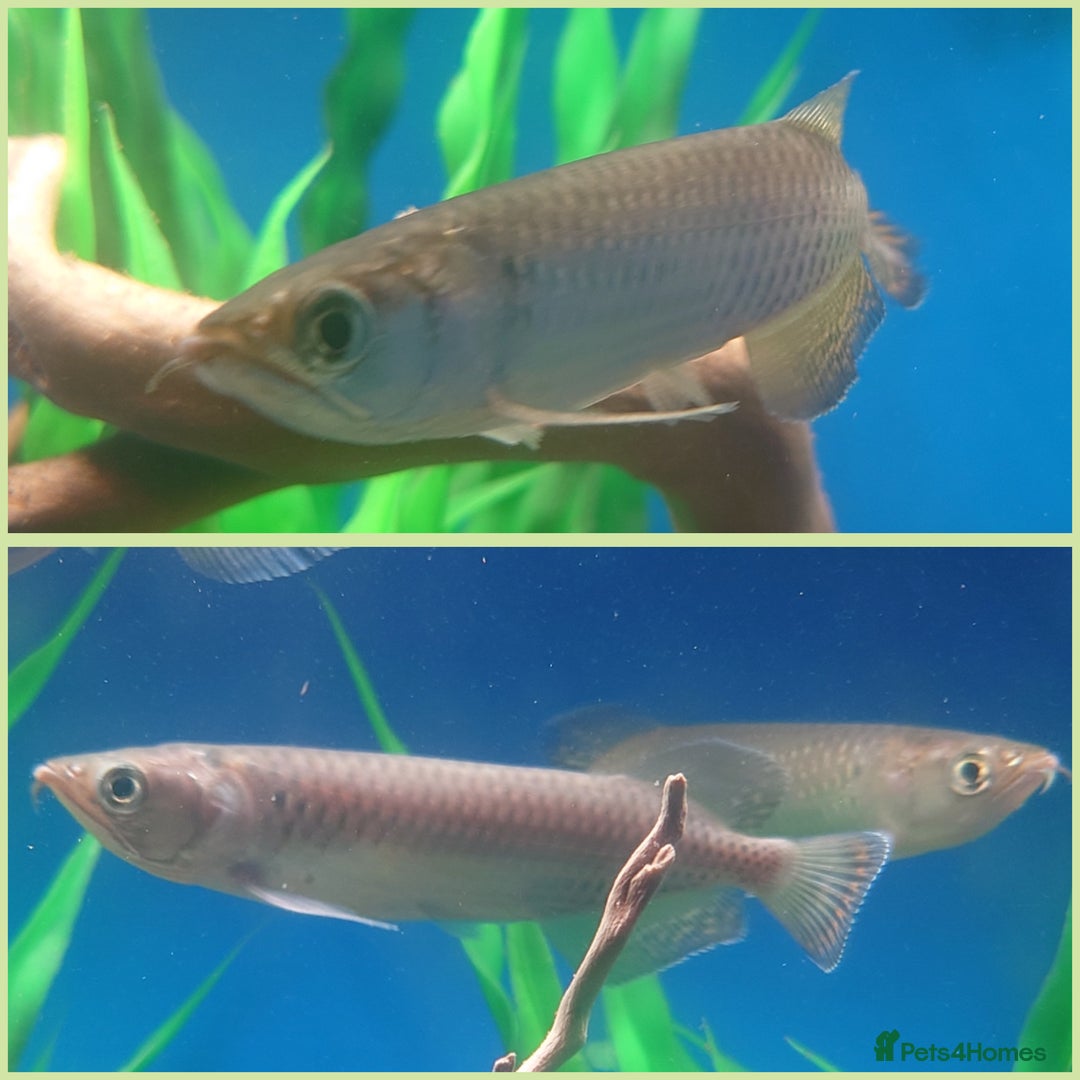 Other/Mixed Breed fish for sale: Fish Stock List - Updated Regularly  - Image 14