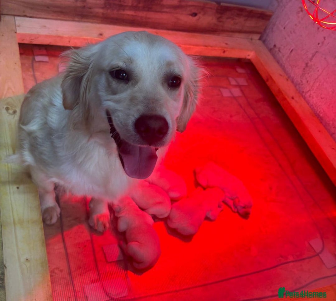Goldador dogs for sale: Goldador puppies 3 girls - Image 7
