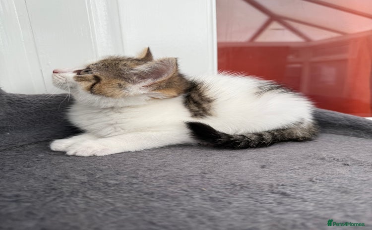 Norwegian Forest Cat cats - Advert 1