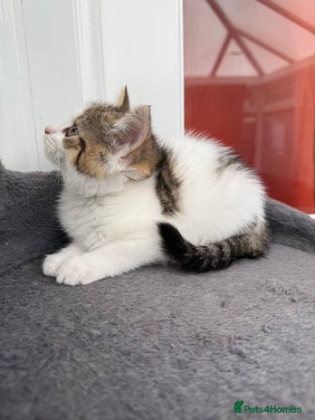 Norwegian Forest Cat cats - Advert 2