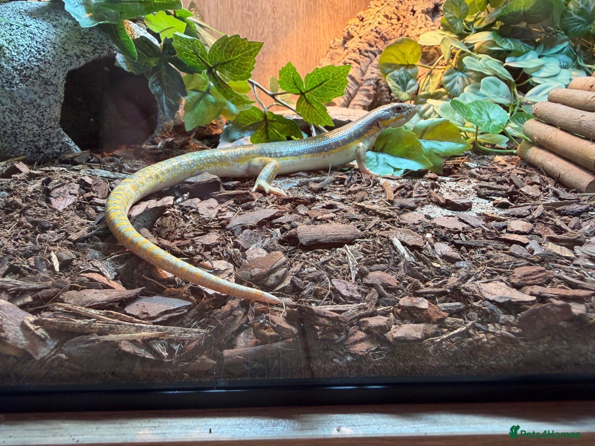 Skink reptiles Berber skink - Advert 1