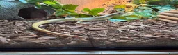 Skink reptiles for sale: Berber skink in Warrington - Advert 1