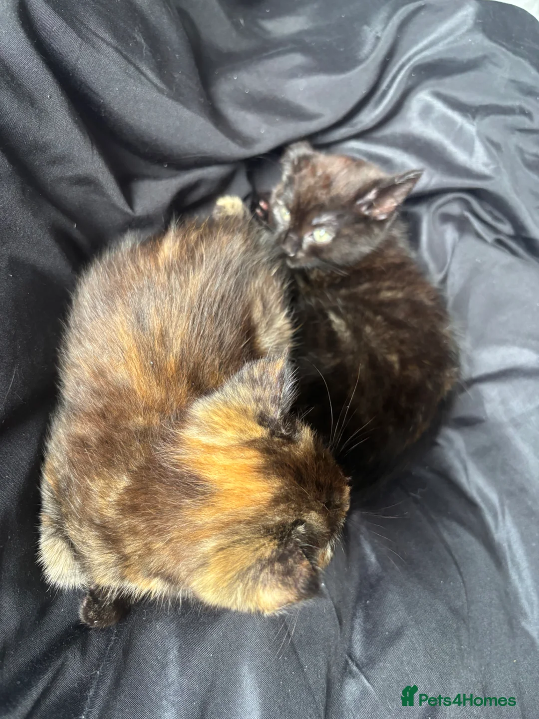 American Shorthair cats for sale: Two beautiful girl please read description  in Wigan - Advert 1