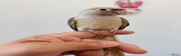 Conures birds for sale: HAND REARED TAME BABY CONURES  - Advert 2
