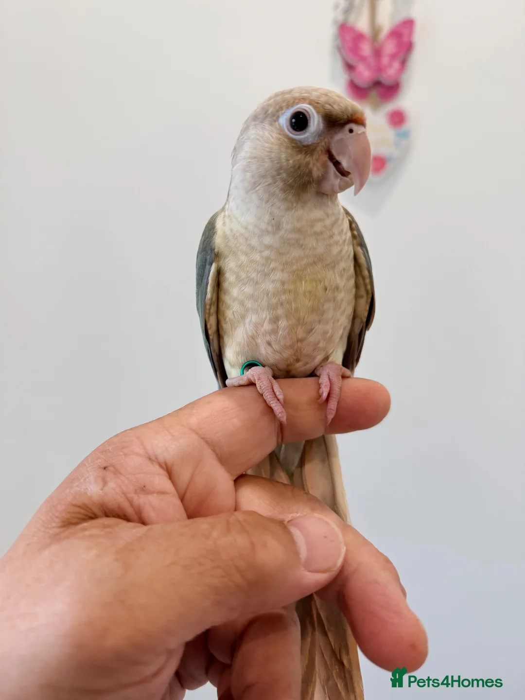 Conures birds for sale: HAND REARED TAME BABY CONURES  - Advert 2