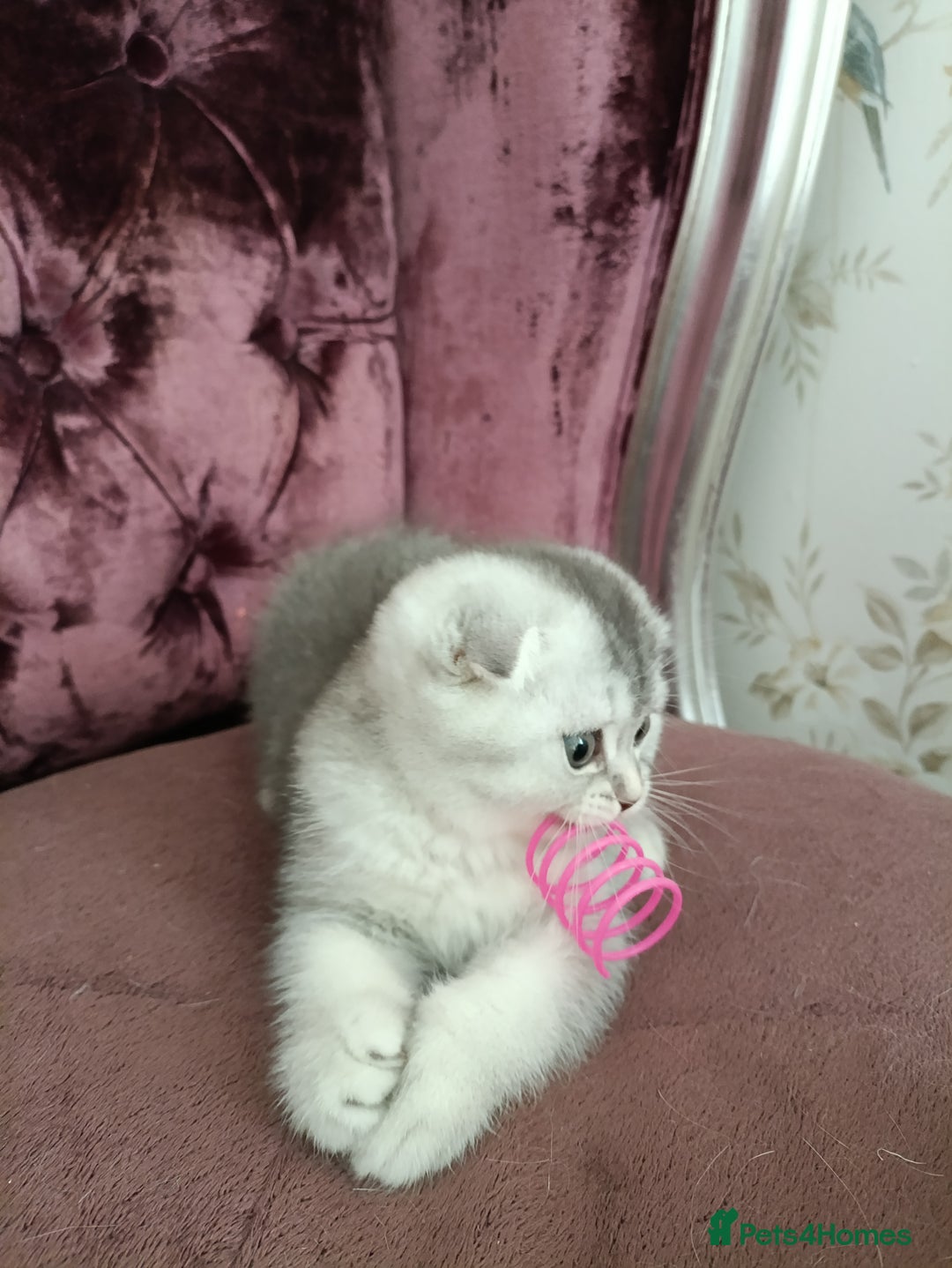 British Shorthair cats for sale: Gorgeous kittens for sale  - Image 6