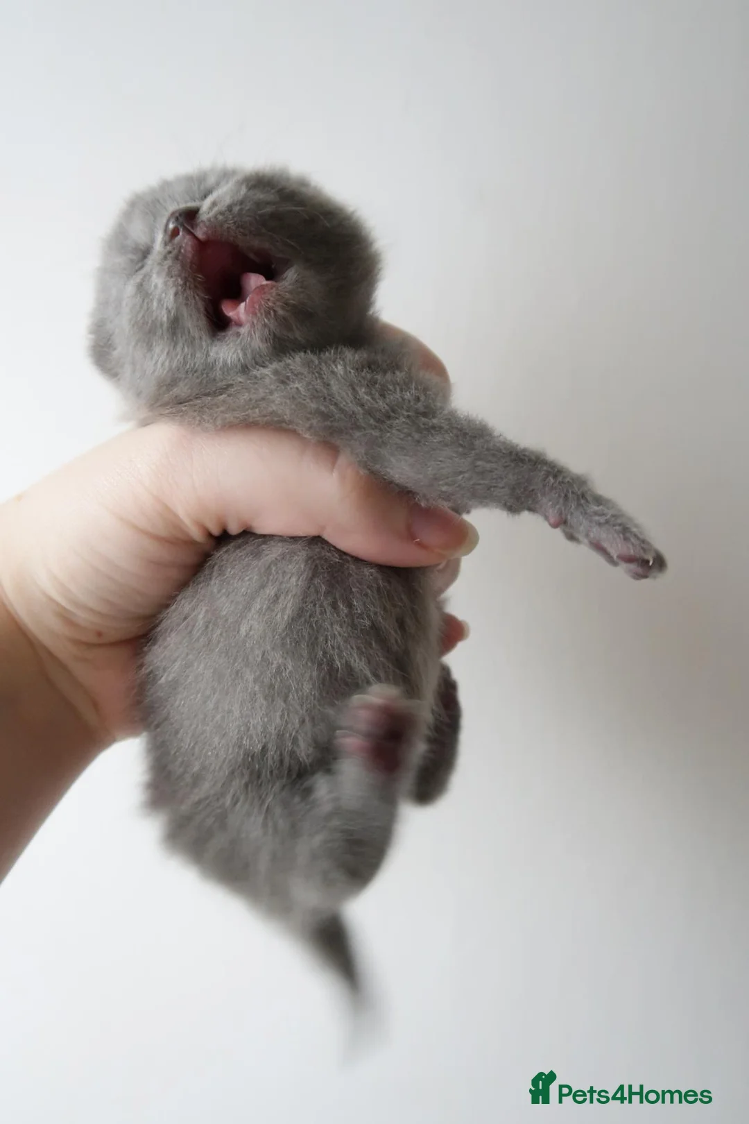 British Shorthair cats for sale: Lovely little girl 💖  - Advert 8