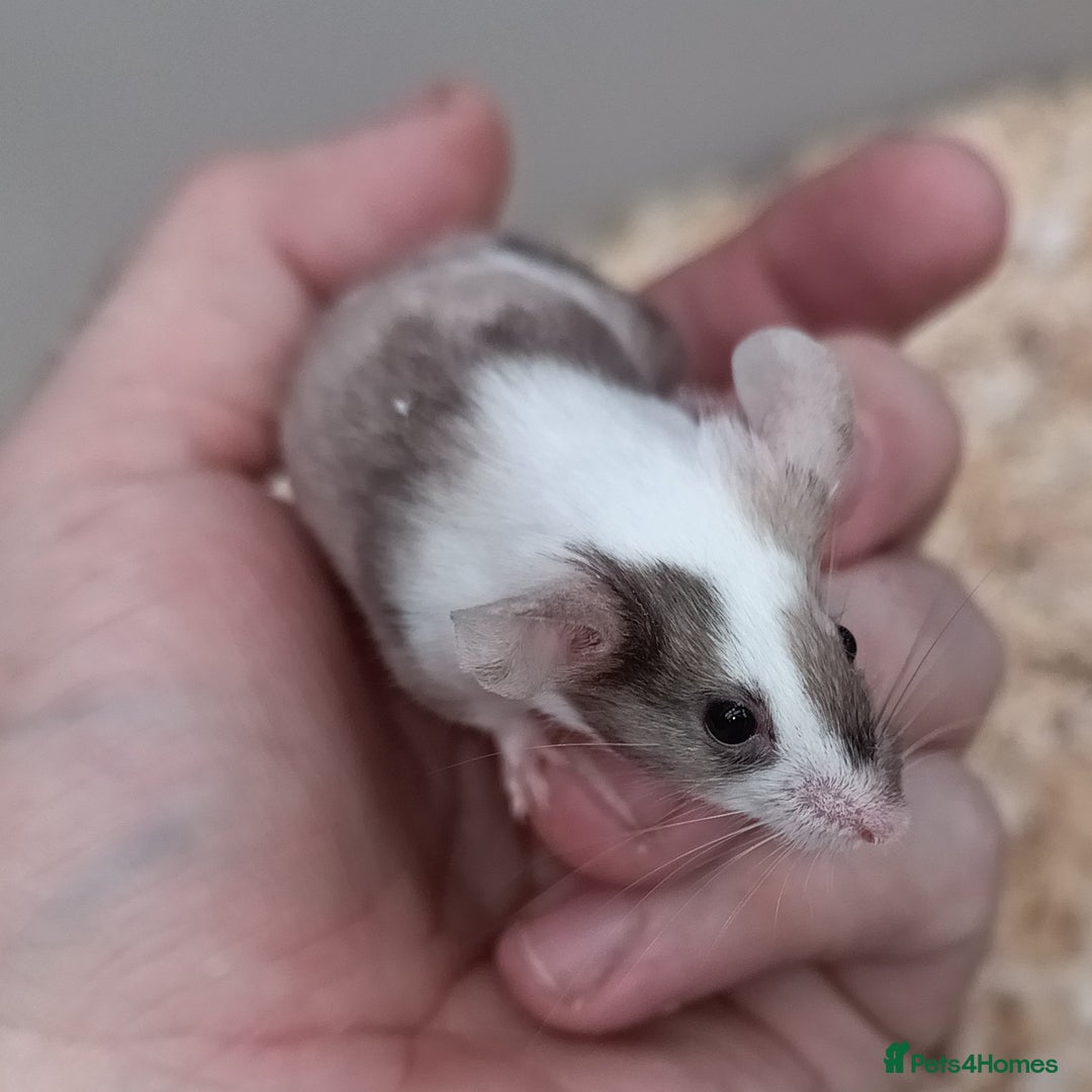 Mouse rodents for sale: Calm and friendly mice available  - Advert 1