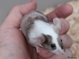 Mouse rodents Calm and friendly mice available - Advert 8