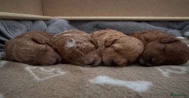 Toy Poodle dogs - Advert 9