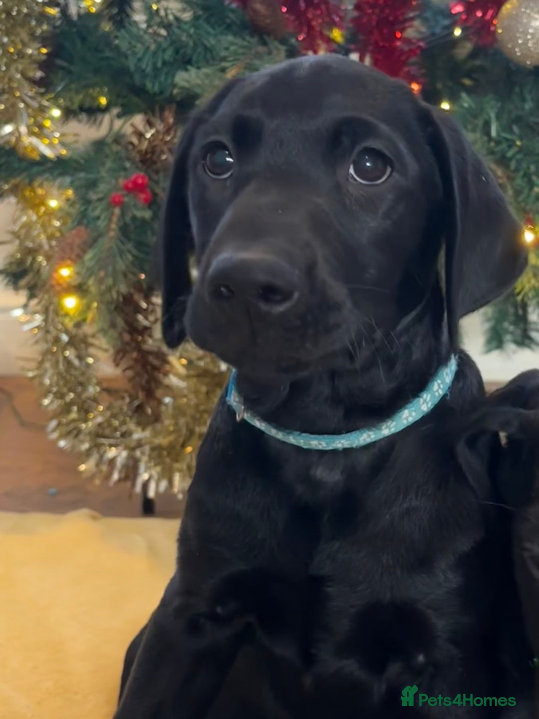 Labrador Retriever dogs for sale: KC Fully Health Tested Outstanding Working Line - Advert 7