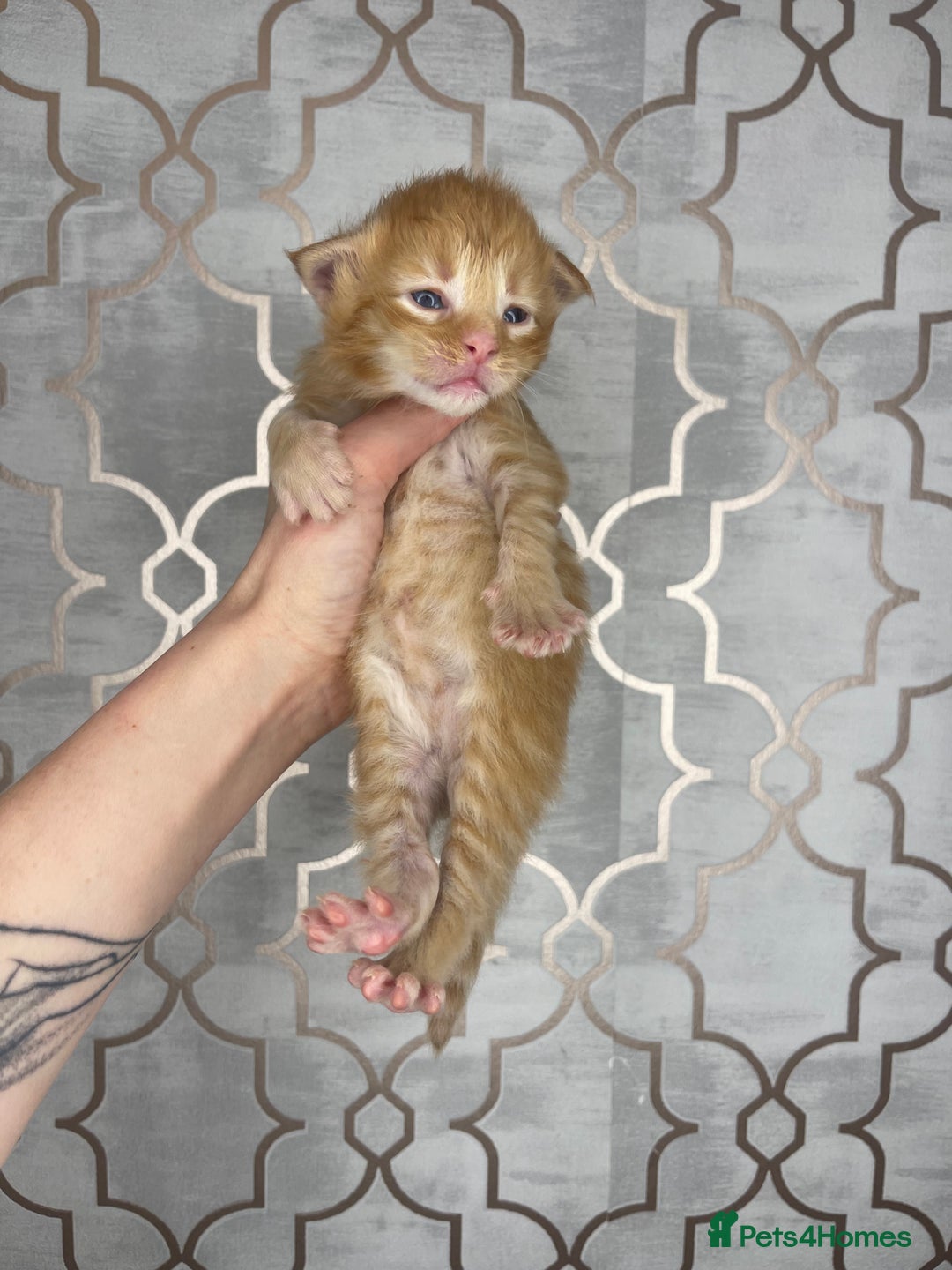 Maine Coon cats for sale: 🐾💛5 Sweet Maine Coons looking for forever home💛 - Advert 3