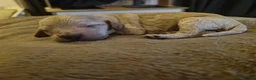 Cockapoo dogs for sale: 7 baby cockapoos for forever homes 🏡  in Northampton - Advert 2