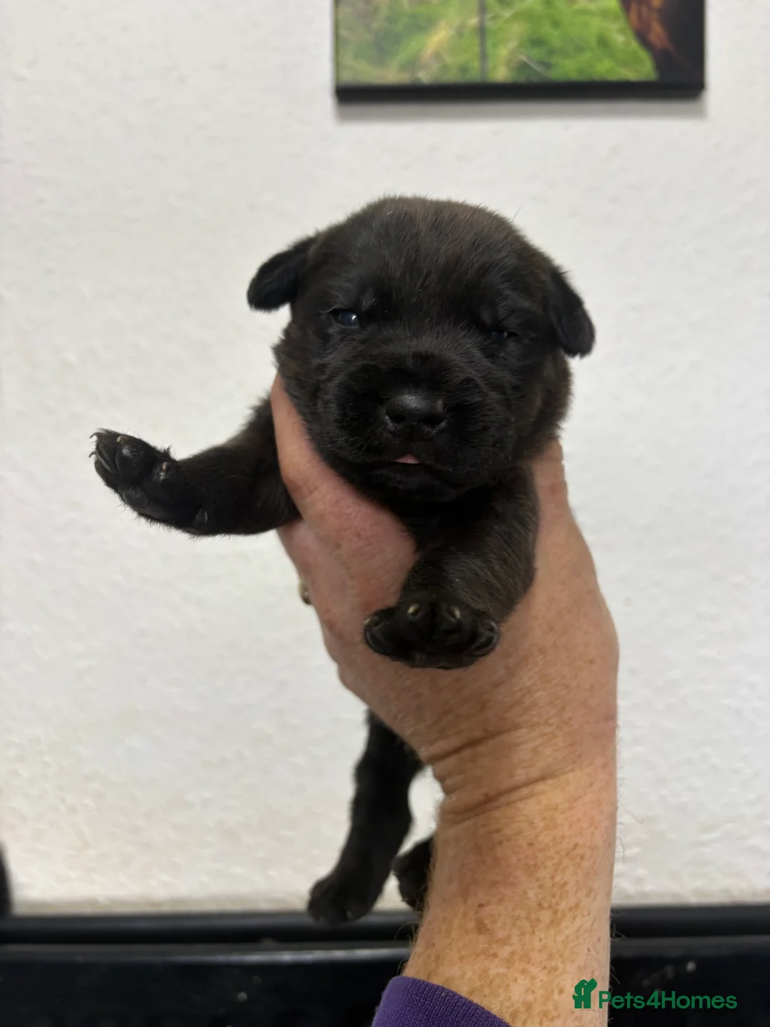 Patterdale Terrier dogs for sale: Quality Patterdale Pups - Advert 9